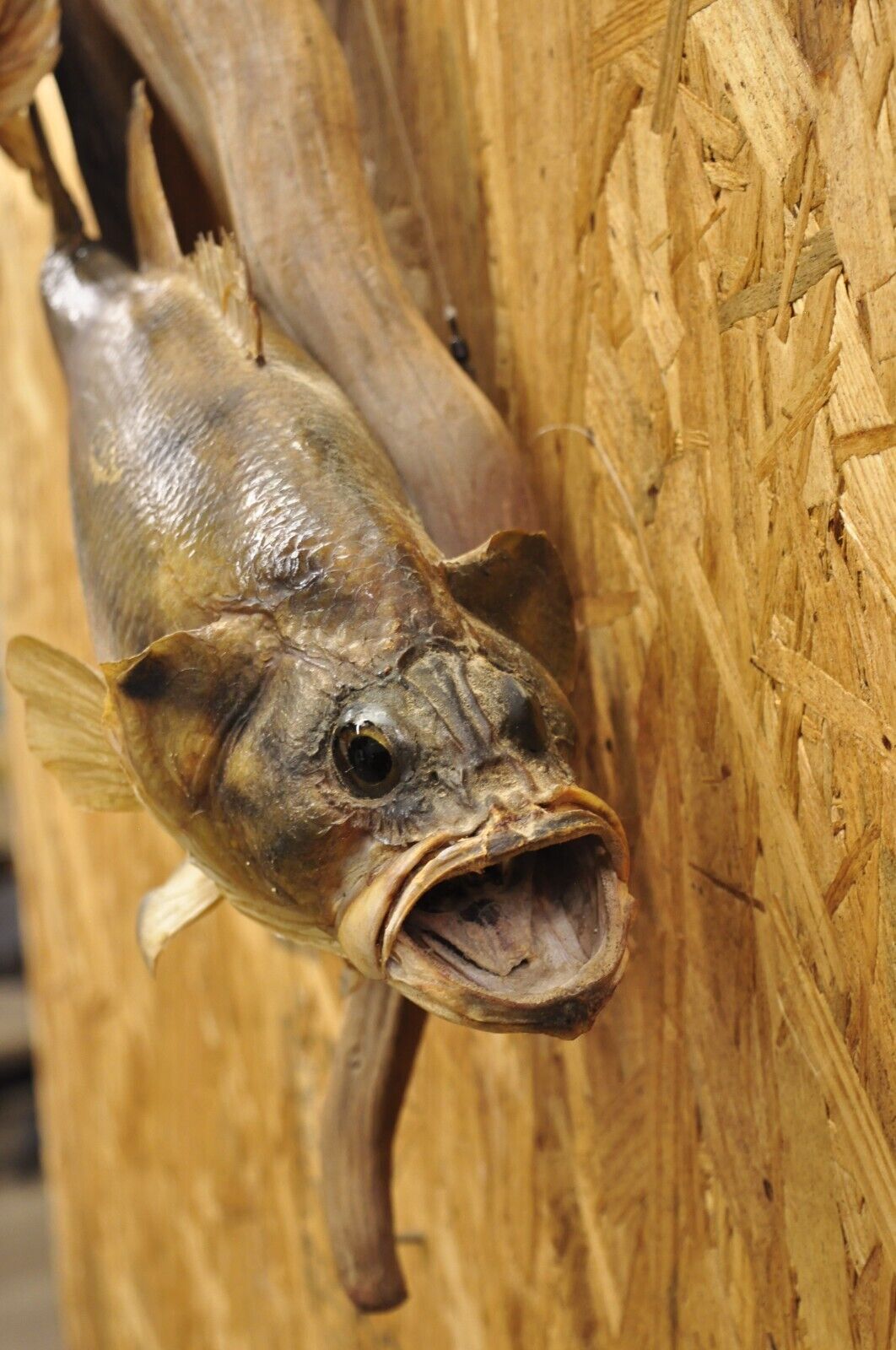 Vintage Double Largemouth Bass Wall Mount Taxidermy Real Skin Fishing Wall Decor