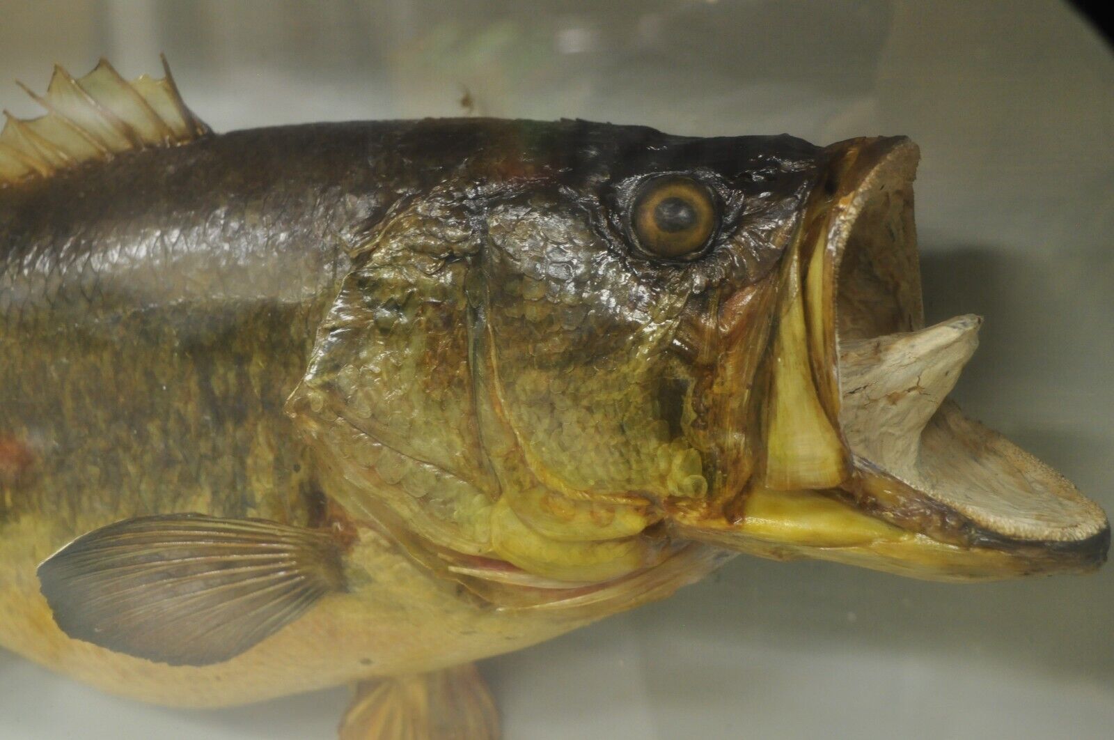 Vintage Largemouth Bass "1970 Champion" Dawson Girdwood Taxidermy in Glass Case