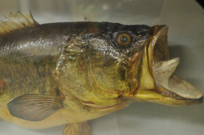 Vintage Largemouth Bass "1970 Champion" Dawson Girdwood Taxidermy in Glass Case