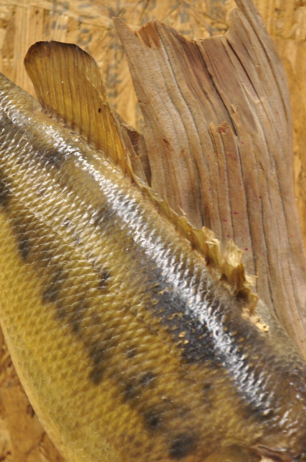 Vintage Double Largemouth Bass Wall Mount Taxidermy Real Skin Fishing Wall Decor