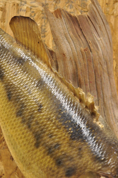 Vintage Double Largemouth Bass Wall Mount Taxidermy Real Skin Fishing Wall Decor
