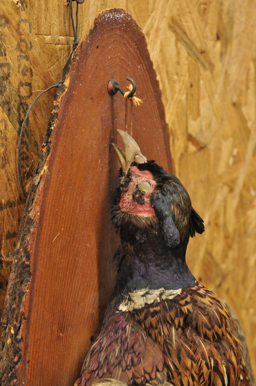 Vintage Ringneck Pheasant Bird Full Body Wall Mount on Wood Taxidermy Decor