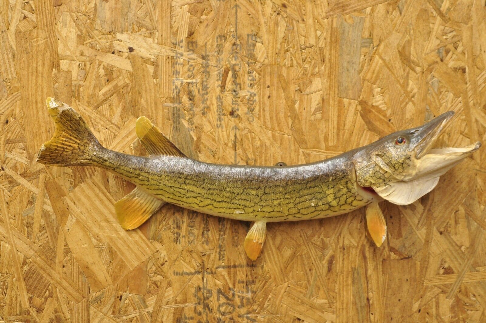 Vintage Northern Pike Wall Mount Taxidermy Real Skin Fishing Wall Decor