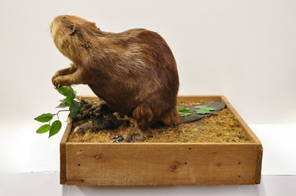 Vintage Full Body Standing Mount Beaver Taxidermy Mancave Tabletop Decor