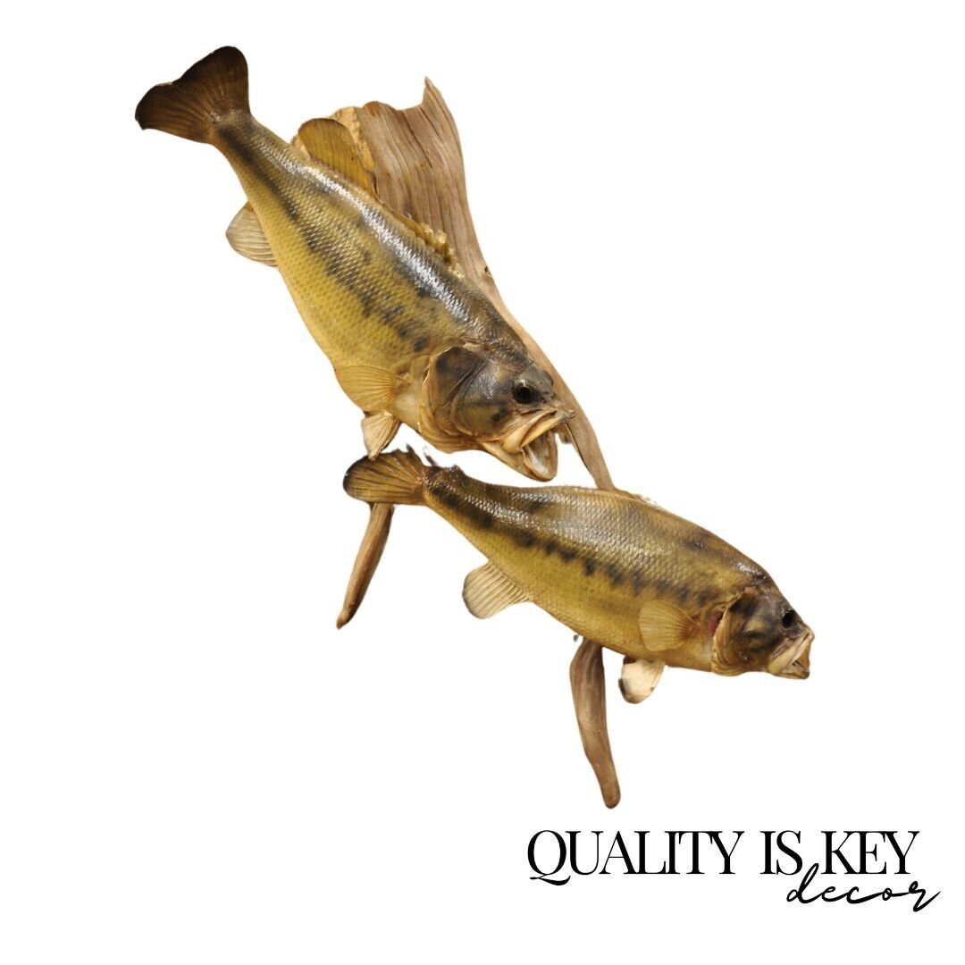 Vintage Double Largemouth Bass Wall Mount Taxidermy Real Skin Fishing Wall Decor
