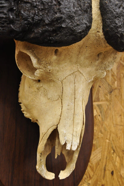 Vintage African Cape Buffalo Skull European Mount on Wooden Plaque Taxidermy