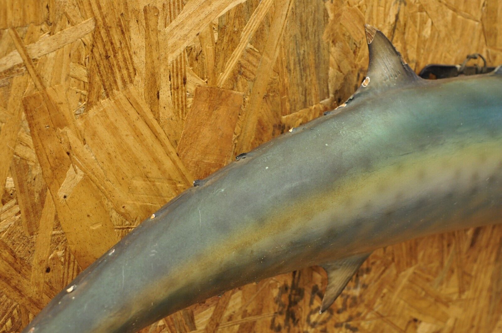 Vintage Kanadi Kingfish Mackerel Fish Replica Wall Mount Taxidermy Fishing Decor