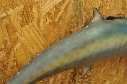 Vintage Kanadi Kingfish Mackerel Fish Replica Wall Mount Taxidermy Fishing Decor