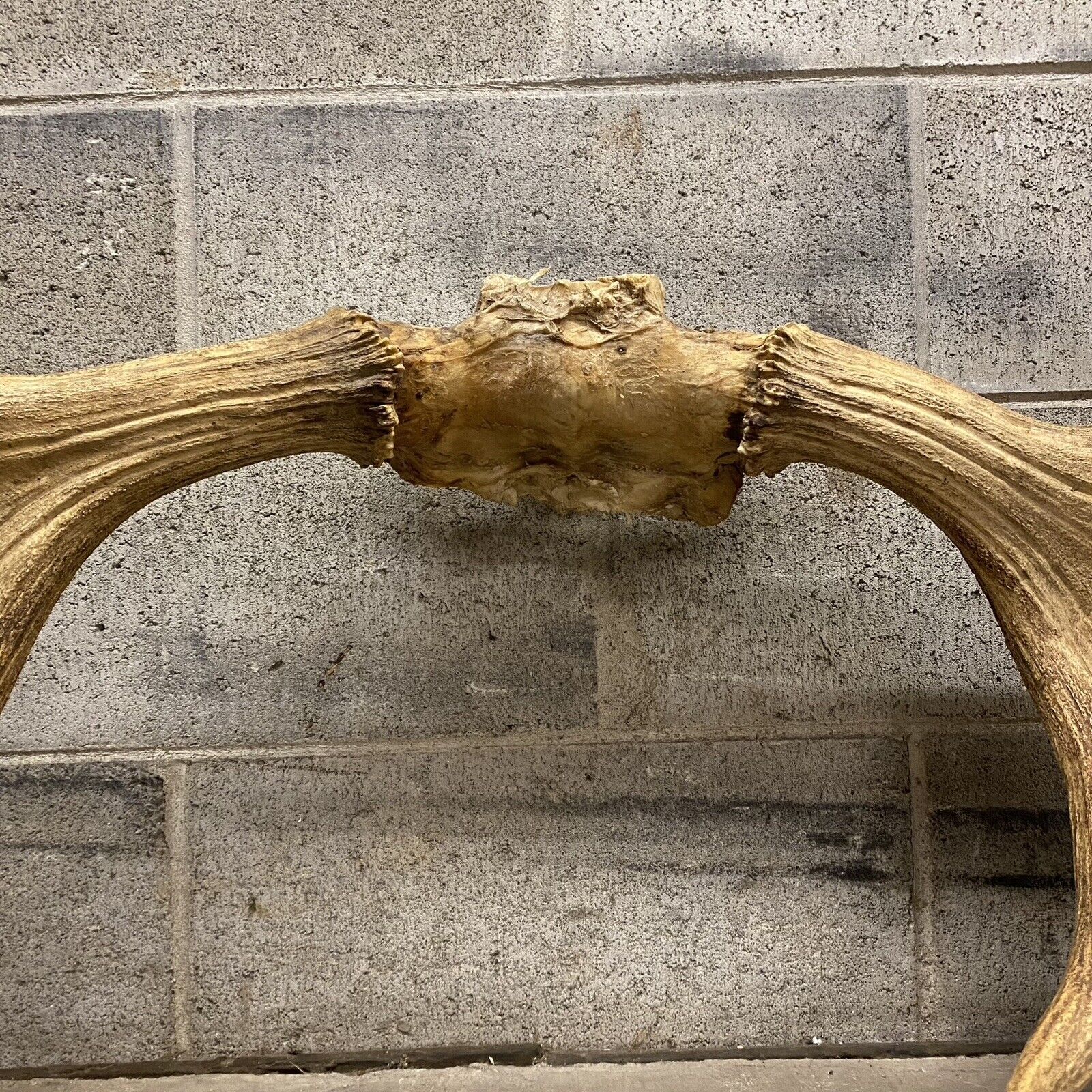 Vintage Large Canadian Moose Rack Shed Antlers Skull Taxidermy Wall Decor