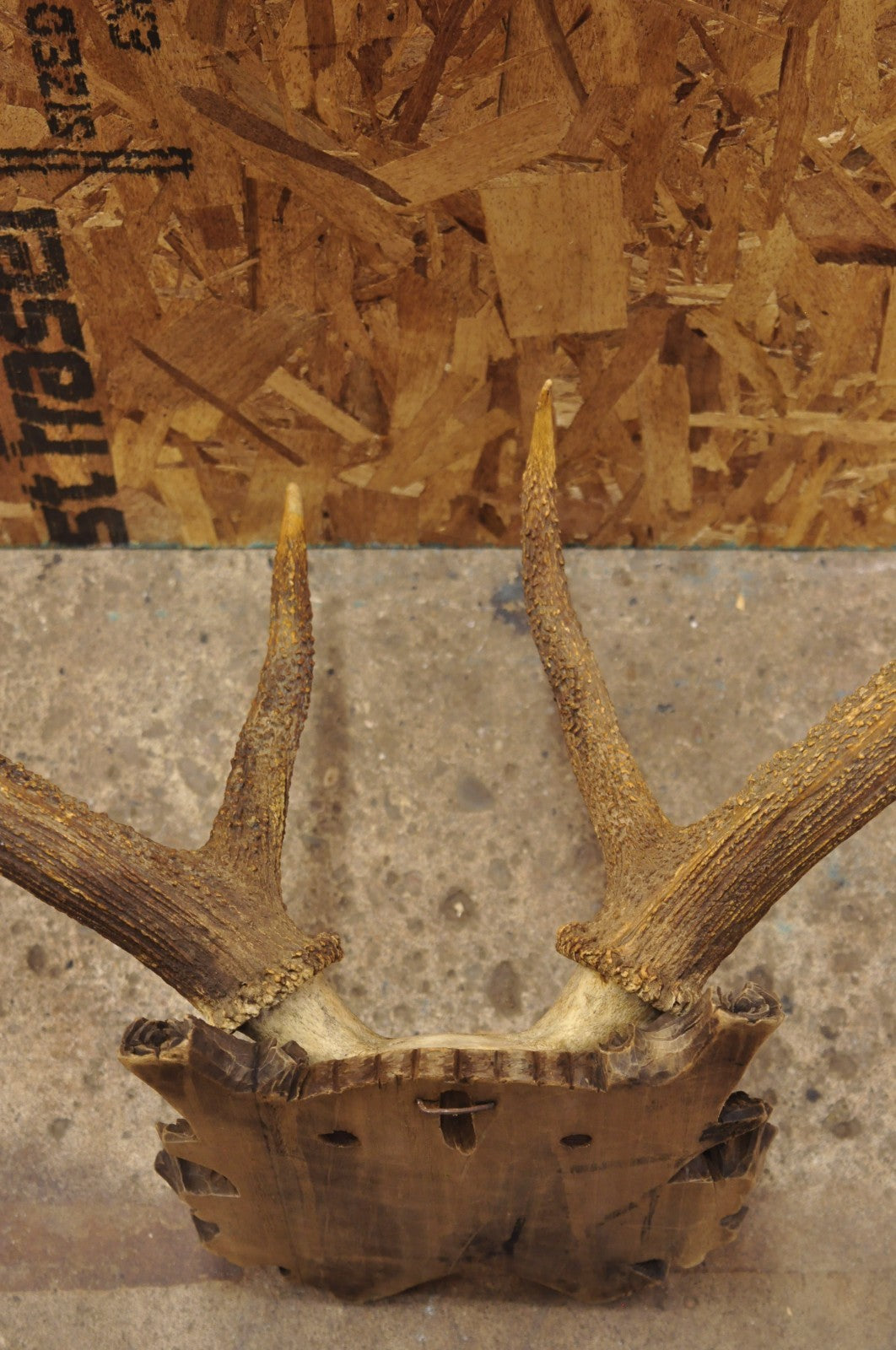 Antique Black Forest Victorian Wall Mounted Taxidermy Large Deer Skull & Antlers