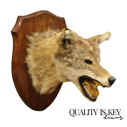 Vintage Jackal Shoulder Trophy Mount Oak Wall Plaque Taxidermy Mancave Decor