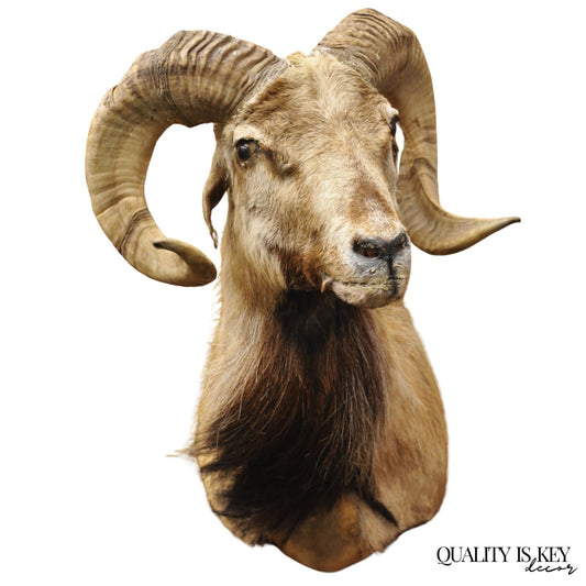 Vintage Corsican Ram Longhorn Goat Shoulder Mount Wall Taxidermy