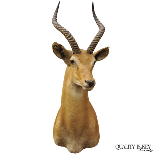 Vintage African Impala Shoulder Mount Wall Taxidermy Man Cave Lodge Home Decor