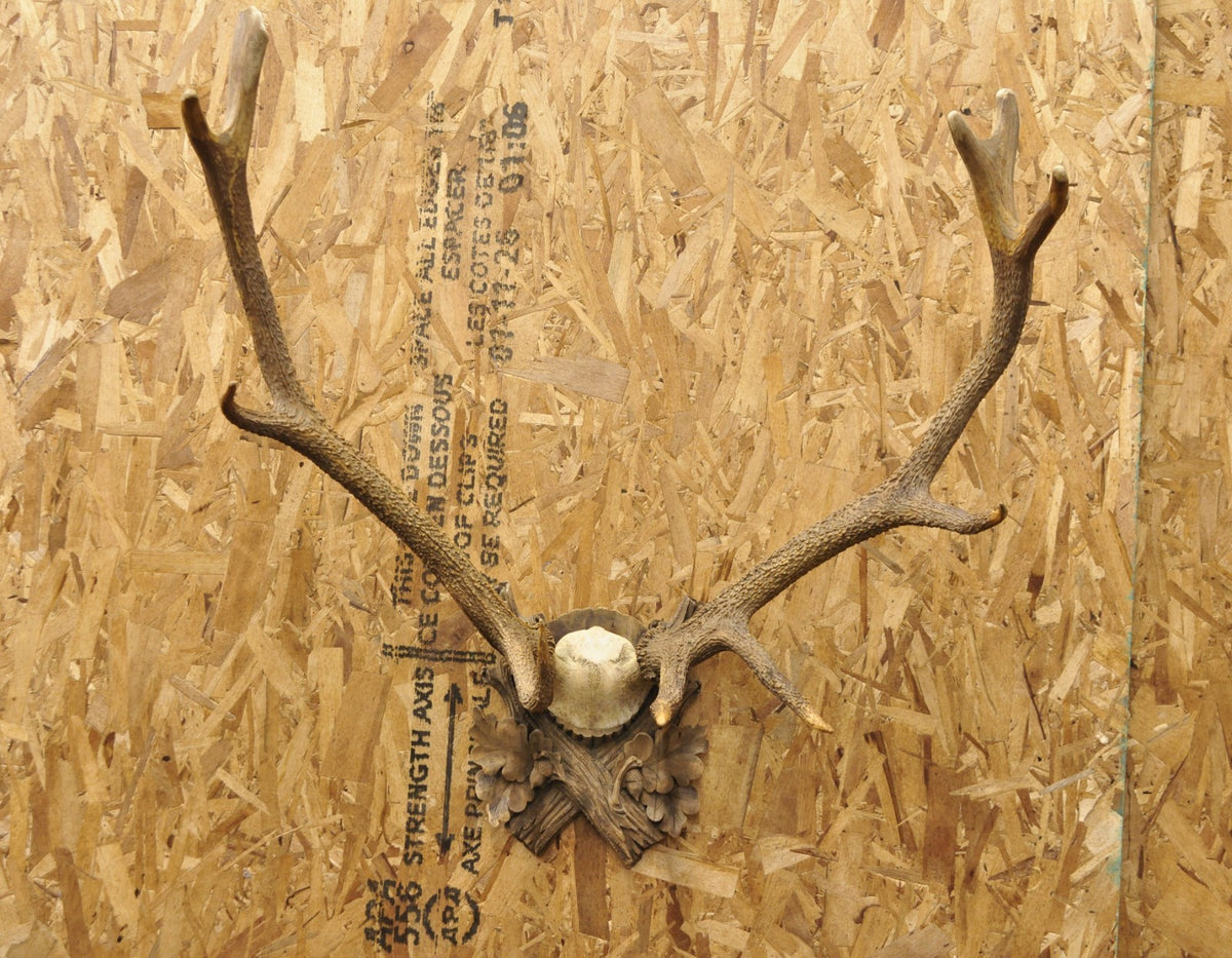Antique Black Forest Victorian Wall Mounted Taxidermy Large Deer Skull & Antlers