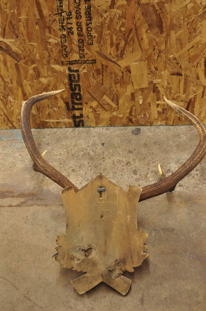 Antique Black Forest Victorian Wall Mounted Taxidermy Large Deer Skull & Antlers