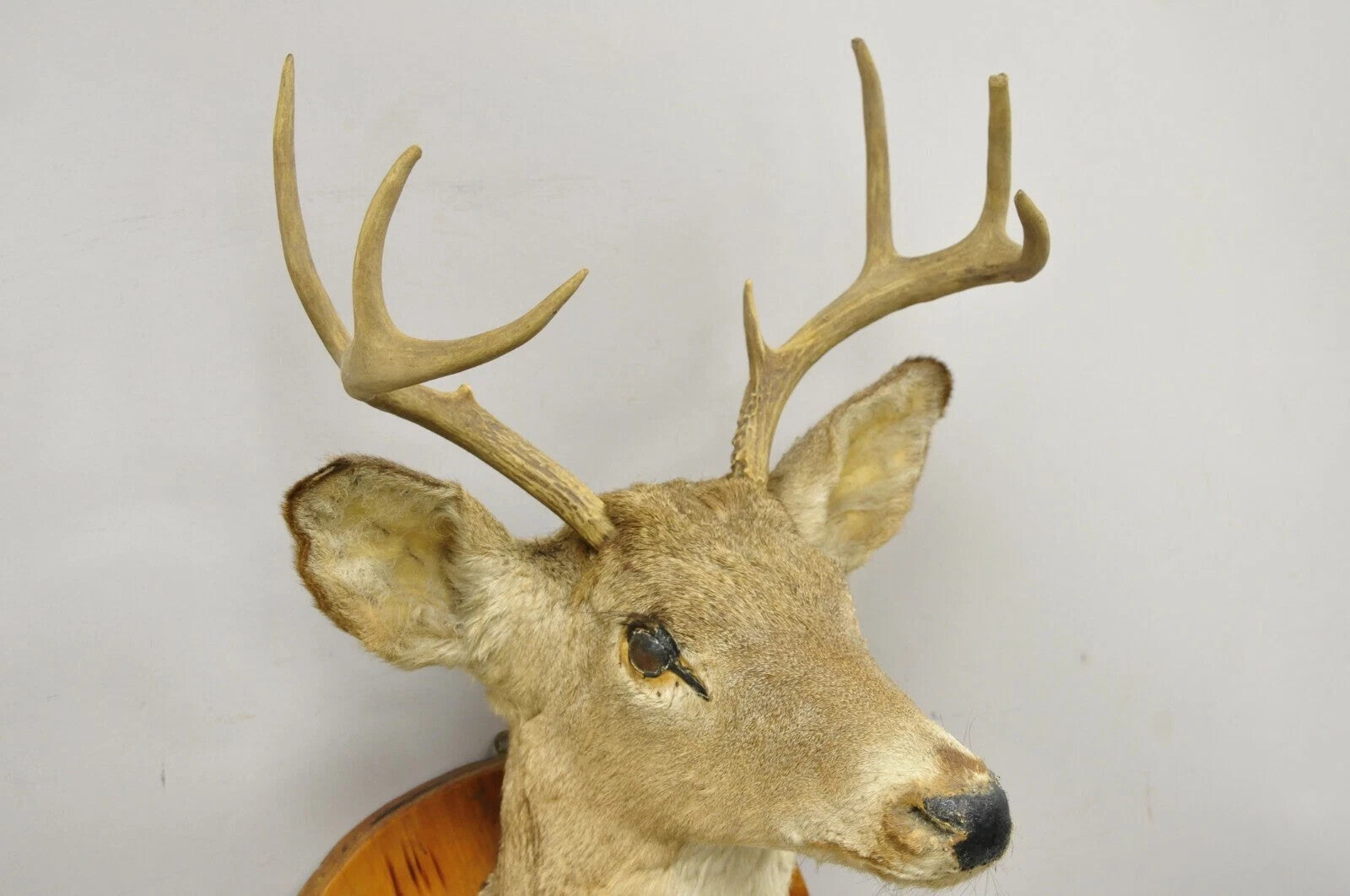 Deer Head Taxidermy Mount 8 Point Pine Board with Gun Rack and Hall Mirror