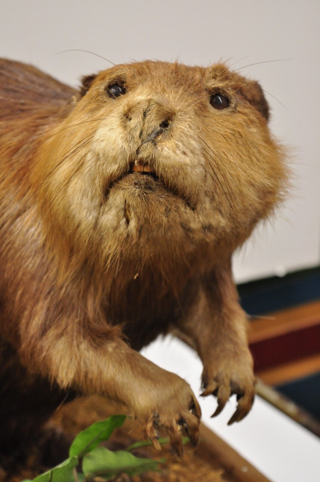 Vintage Full Body Standing Mount Beaver Taxidermy Mancave Tabletop Decor