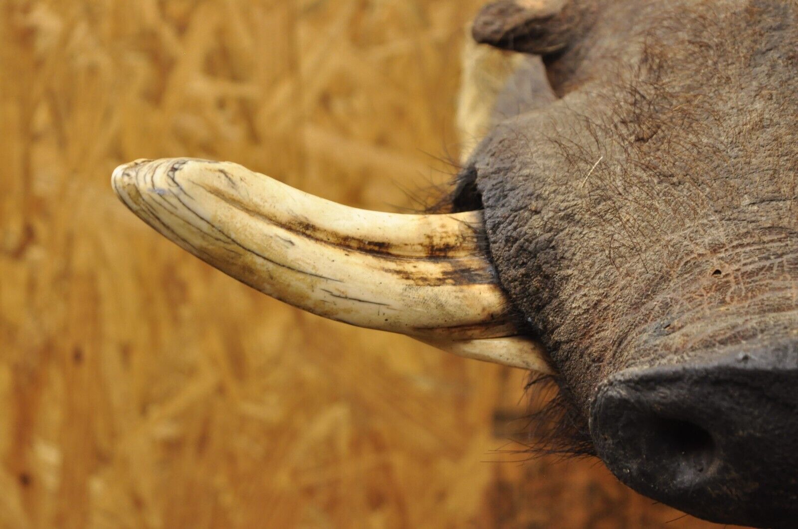 Vintage African Warthog Shoulder Mount Taxidermy Cabin Safari Wall Decor