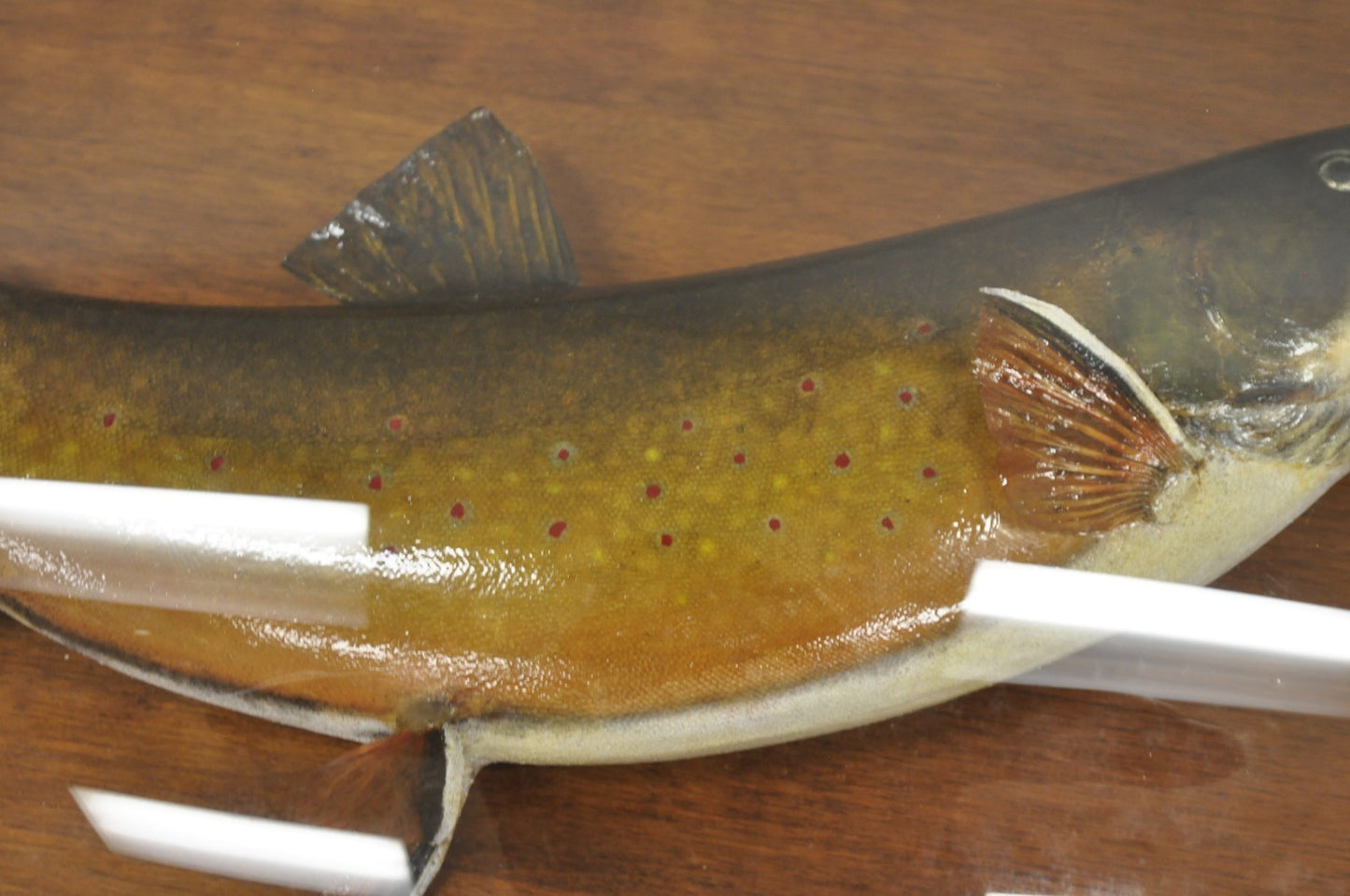 Antique Victorian Taxidermy Spotted Trout Framed in Large Convex Bubble Glass