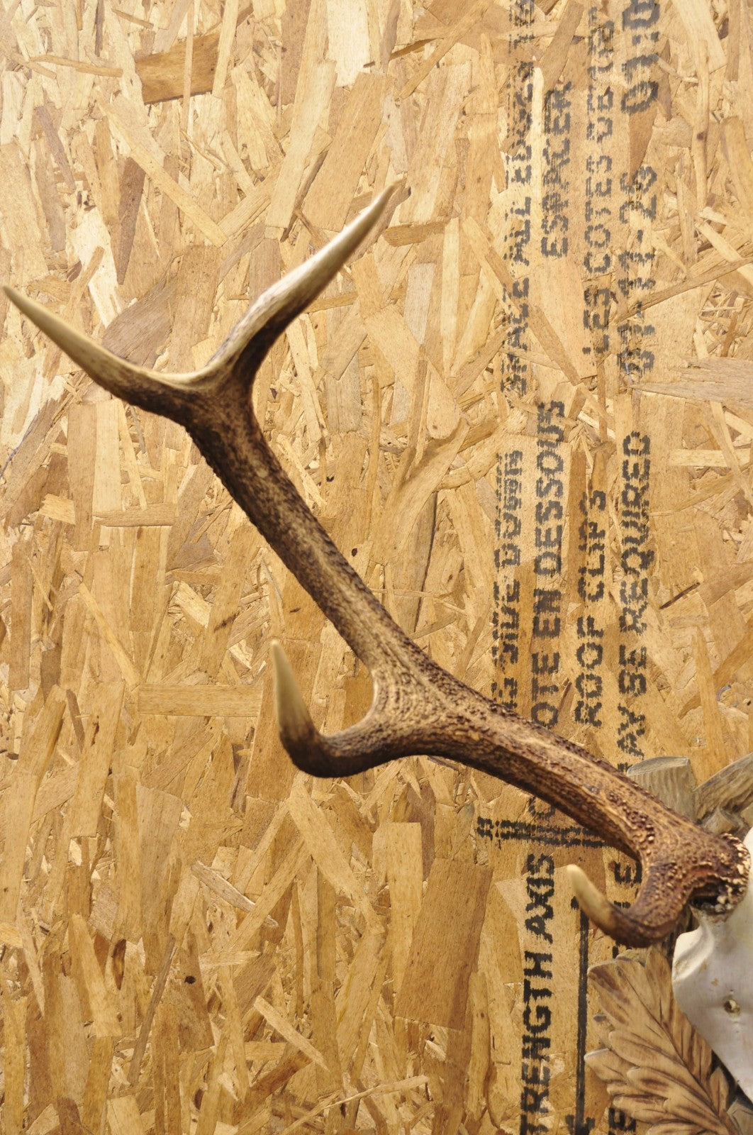 Antique Black Forest Victorian Wall Mounted Taxidermy Large Deer Skull & Antlers